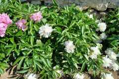 IMG-20240506-WA0018
