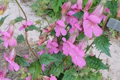 40-4_orto_botanico002