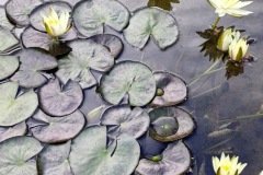 42-4_orto_botanico004