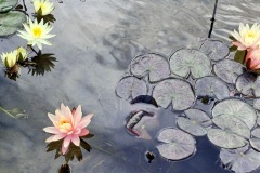 43-4_orto_botanico005