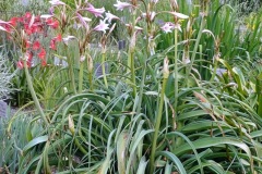 44-4_orto_botanico006