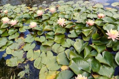 46-4_orto_botanico008