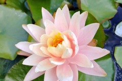 47-4_orto_botanico009