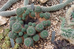 49-4_orto_botanico011