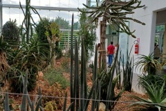 50-4_orto_botanico012