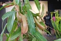 51-4_orto_botanico013