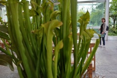 52-4_orto_botanico014