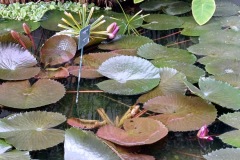 54-4_orto_botanico016
