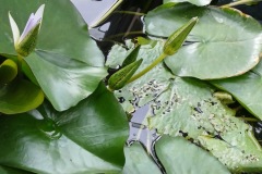 55-4_orto_botanico017
