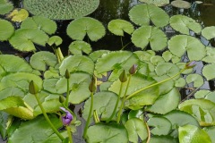 56-4_orto_botanico018