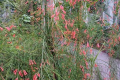 57-4_orto_botanico019