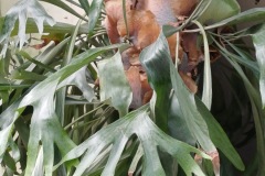 60-4_orto_botanico022