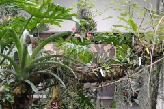 61-4_orto_botanico023