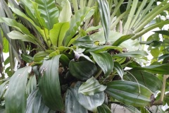 62-4_orto_botanico024