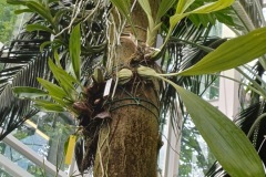 63-4_orto_botanico025