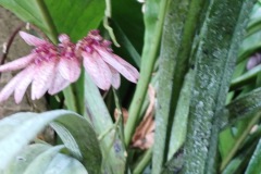 64-4_orto_botanico026