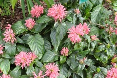 65-4_orto_botanico027