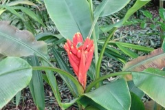 66-4_orto_botanico028