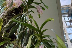 67-4_orto_botanico029