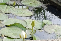 68-4_orto_botanico030