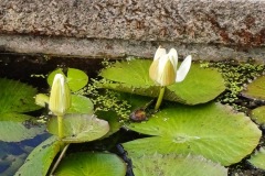69-4_orto_botanico031