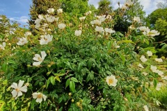 70-4_orto_botanico032