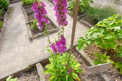 71-4_orto_botanico033