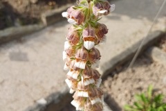 72-4_orto_botanico034