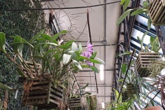 73-4_orto_botanico035