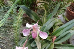 74-4_orto_botanico036